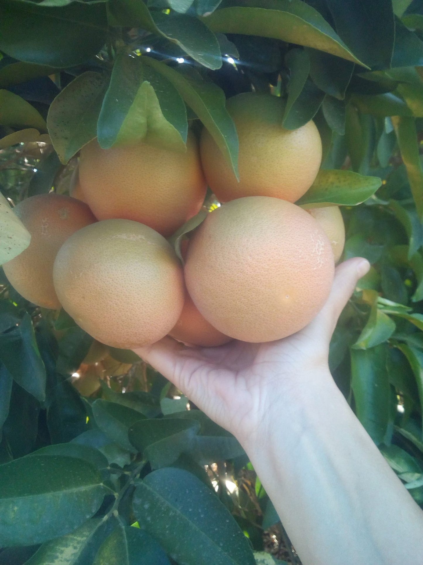 Grapefruit