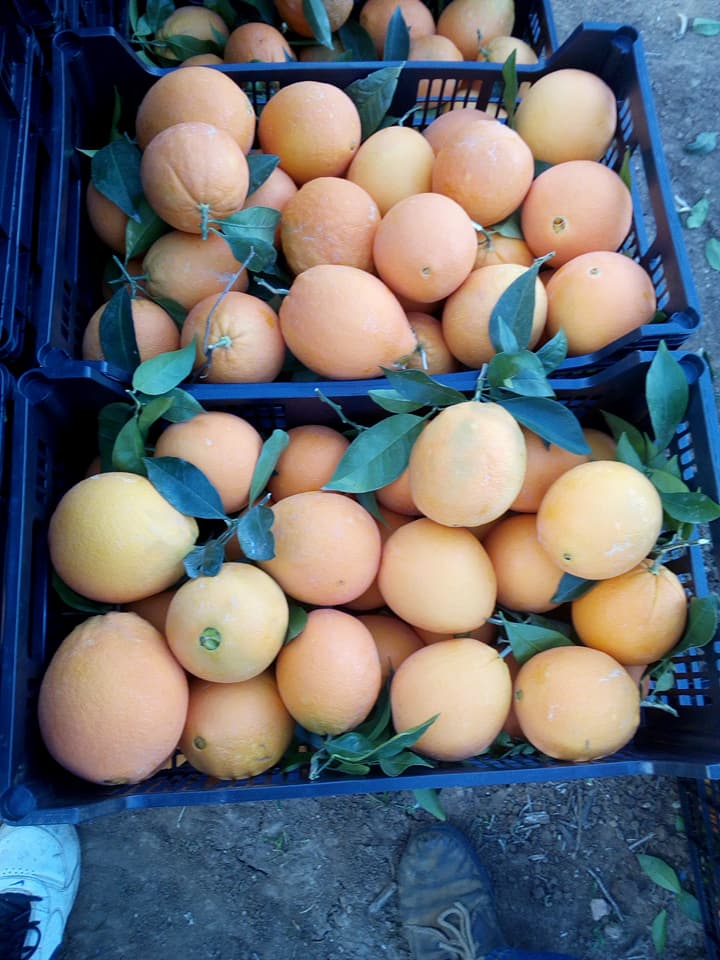 Grapefruit