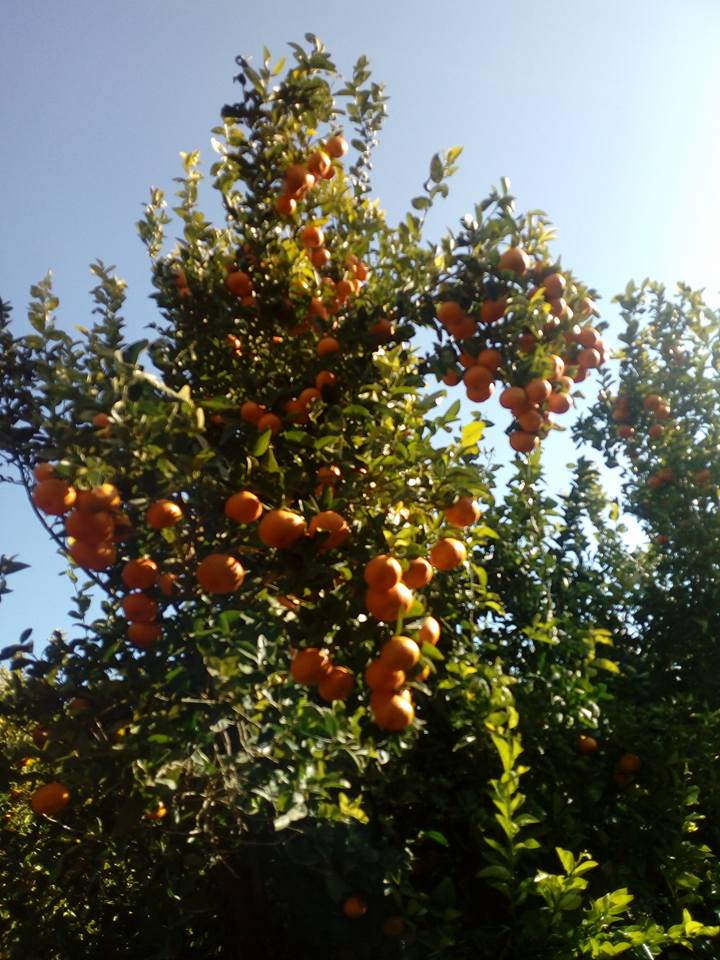 Orangen Baum