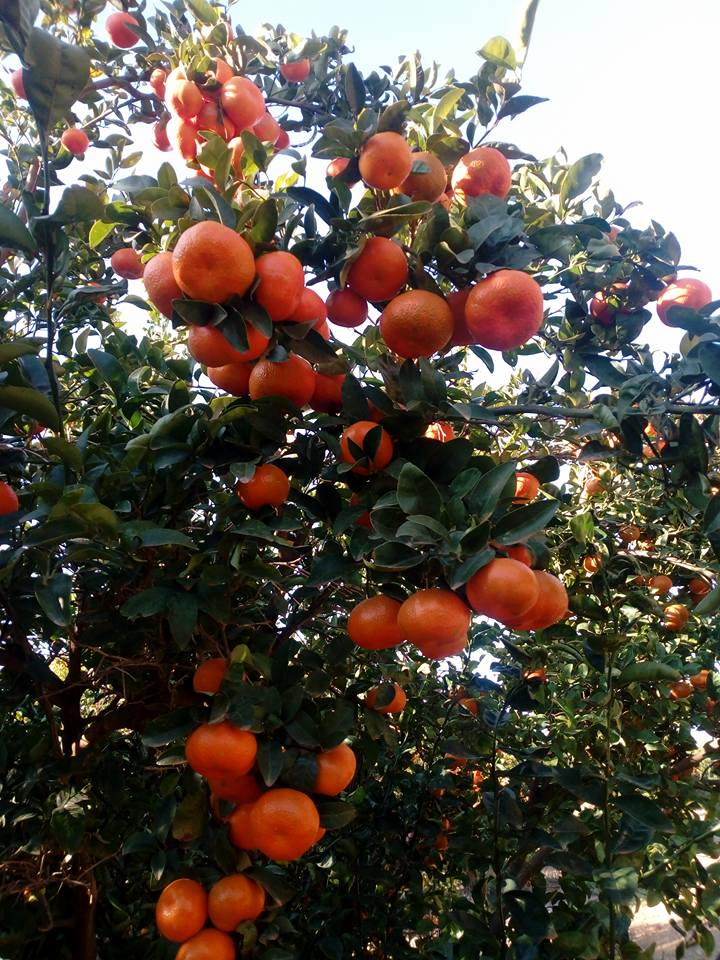 Clementinen Baum