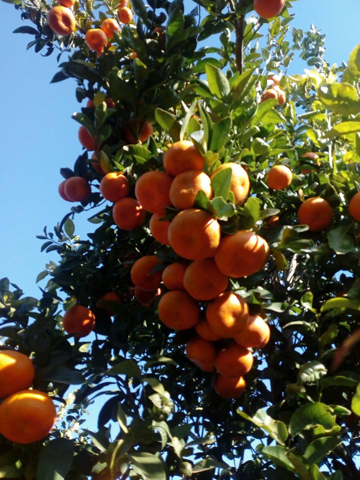 Orange