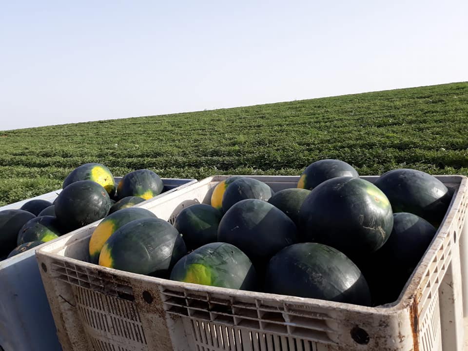 pomelo