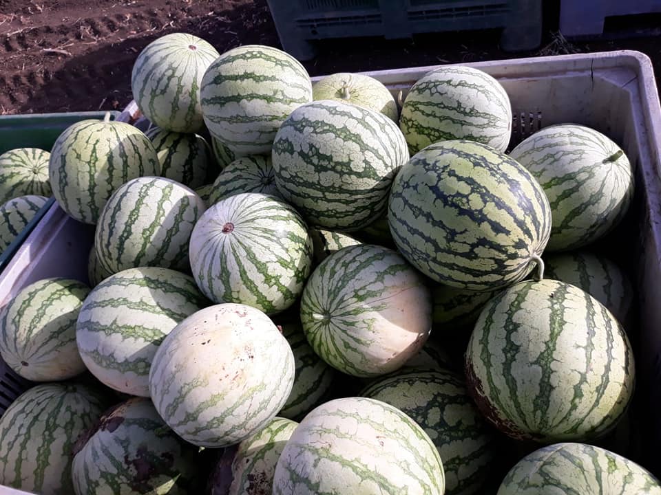 pomelo