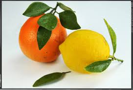Orangen Baum